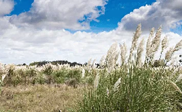 ¿En qué país se ve este pasto alto con plumeros de flores blancas?