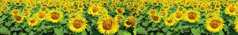 ¿En qué país se ve este campo de girasoles?