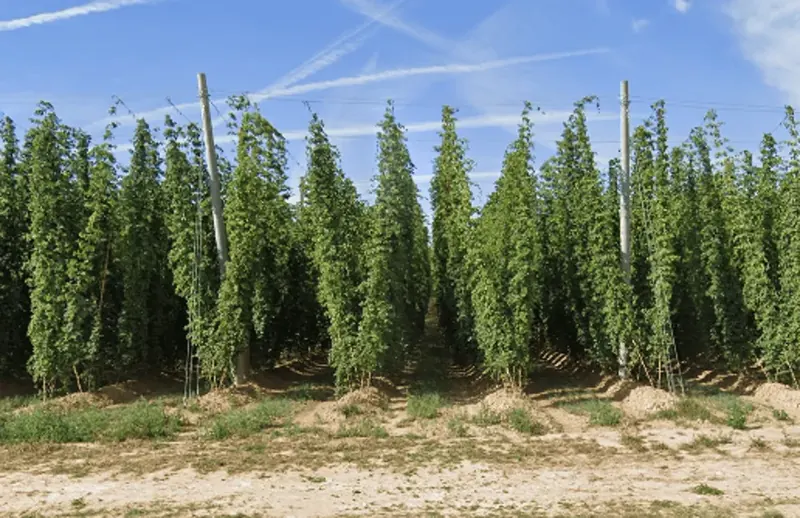 ¿En qué país se ve este campo de lúpulo?