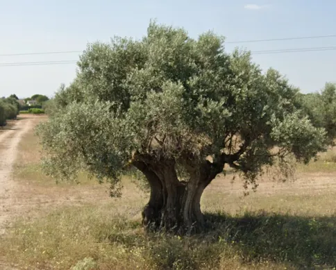 ¿En qué país se ven estos olivos?