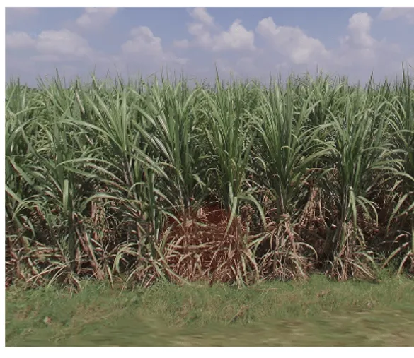 ¿En qué país se ve este campo de caña de azúcar?