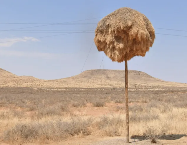 ¿En qué país se ve este gran nido de ave sobre un poste?