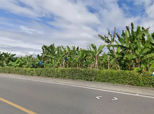 ¿En qué país se ve este cultivo de banano?