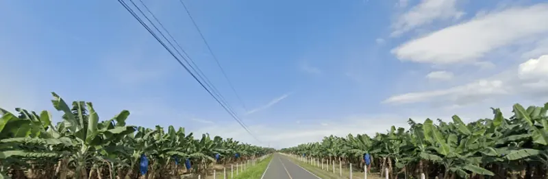 ¿En qué país se ve esta plantación de banano?
