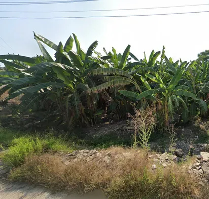 ¿En qué país se ven estos bananos?