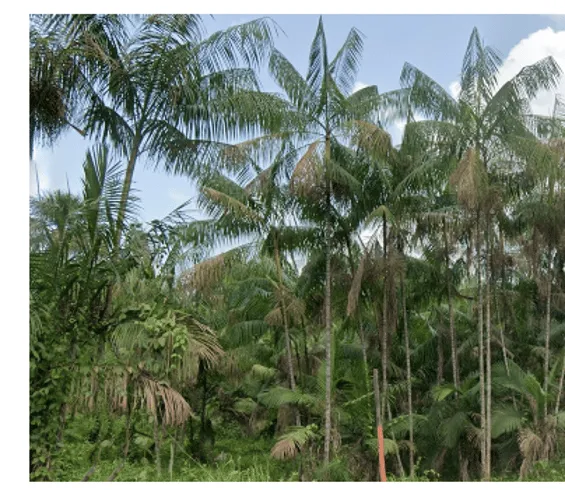 ¿En qué país se ve esta palmera de foliolos caídos y tronco delgado?