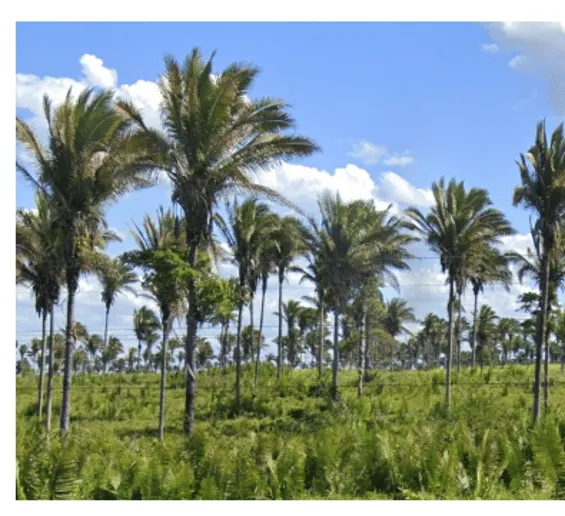 ¿En qué país se ve esta palmera de hojas largas y robustas con muchos foliolos?