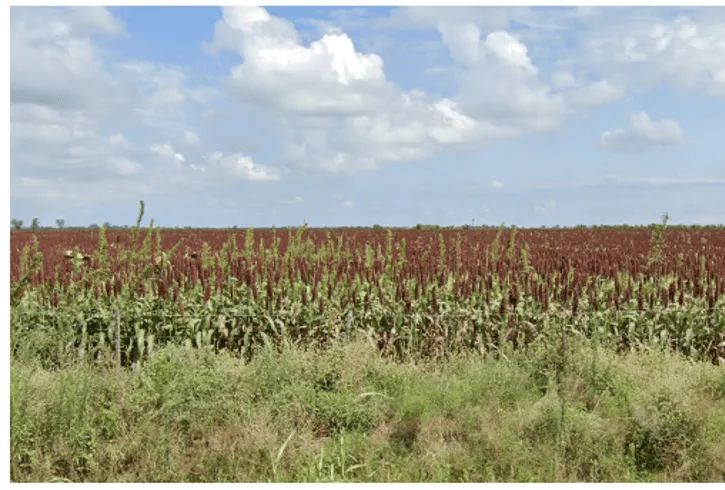 ¿En qué país se ve este cultivo de espigas rojo oscuro?