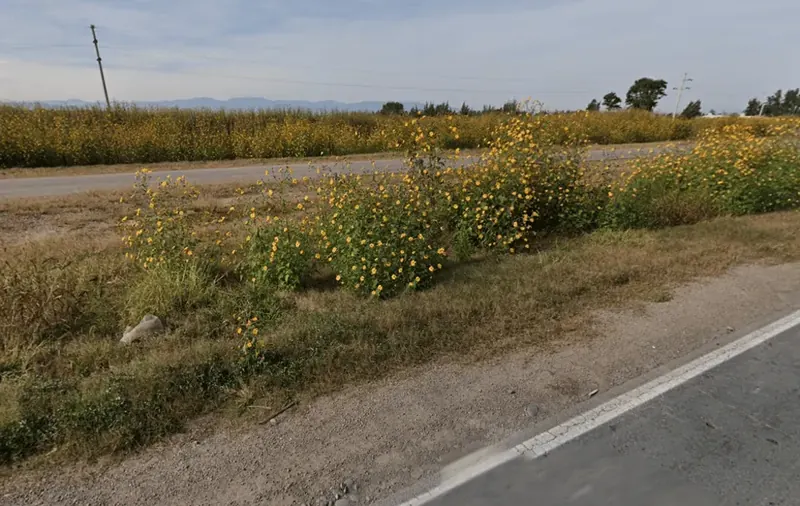 ¿En qué país se ven estos girasoles silvestres al costado del camino?