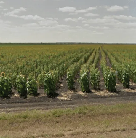 ¿En qué país se ven grandes campos de cultivo sembrados en hileras ordenadas junto a la carretera?