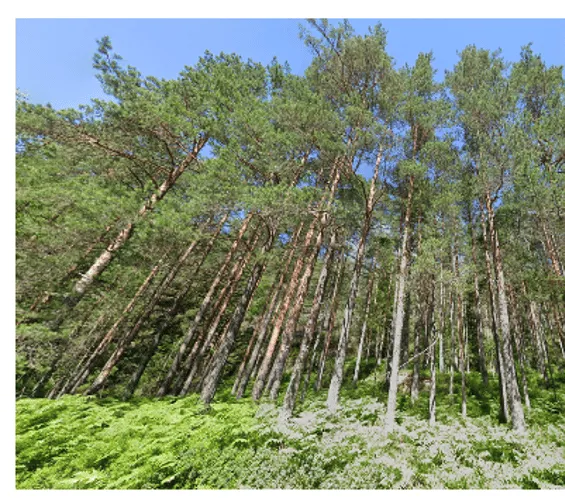 ¿En qué país se ve este bosque de pinos?