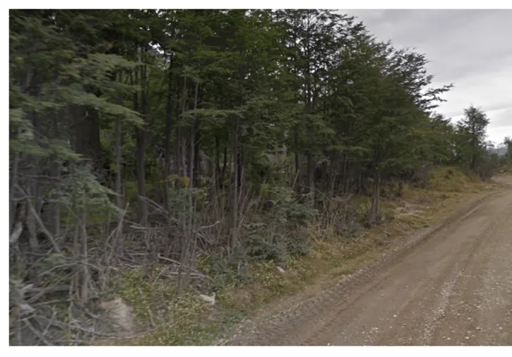¿En qué país se ve este bosque de hayas del sur?