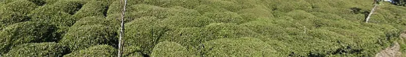 ¿En qué país se ve esta plantación de té?