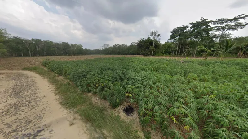 ¿En qué país se ve este cultivo?