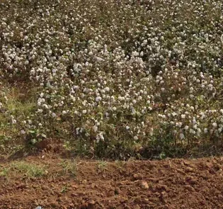 ¿En qué país se ve este campo de algodón?