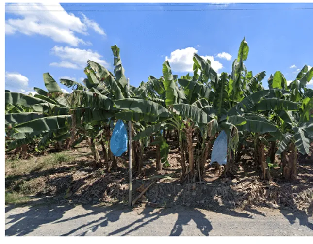 ¿En qué país se ve esta plantación de plátanos?