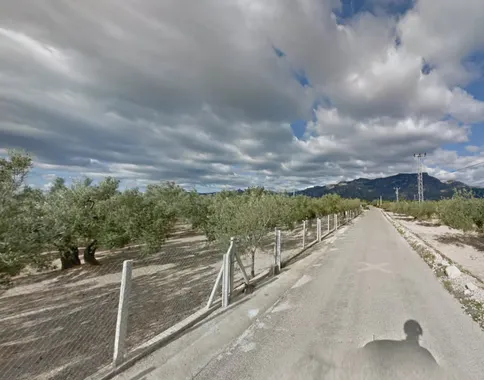 ¿En qué país se ve este olivar vallado?