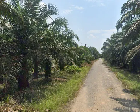 ¿En qué país se ve esta plantación?