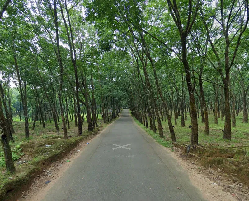 rubber tree plantation