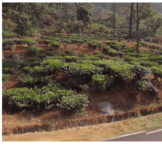 ¿En qué país se ve esta plantación de té?