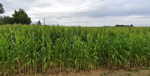 ¿En qué país se ve este campo de maíz?