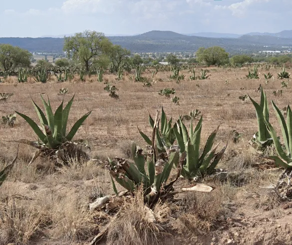 ¿En qué país se ve esta planta de agave de hojas anchas?