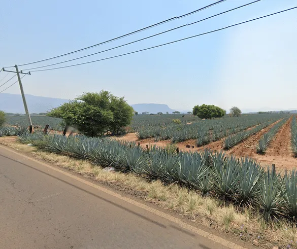 ¿En qué país se ven estos campos de agave azul?