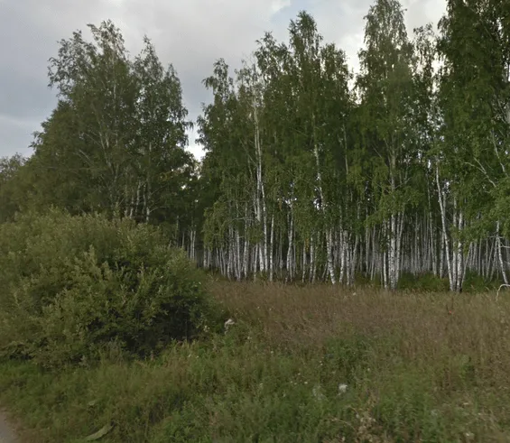 ¿En qué país se ven abedules creciendo tan juntos, a veces en bosques formados solo por abedules?