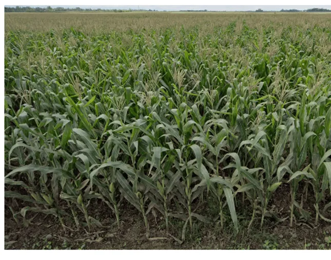 ¿En qué país se ve este campo de maíz?
